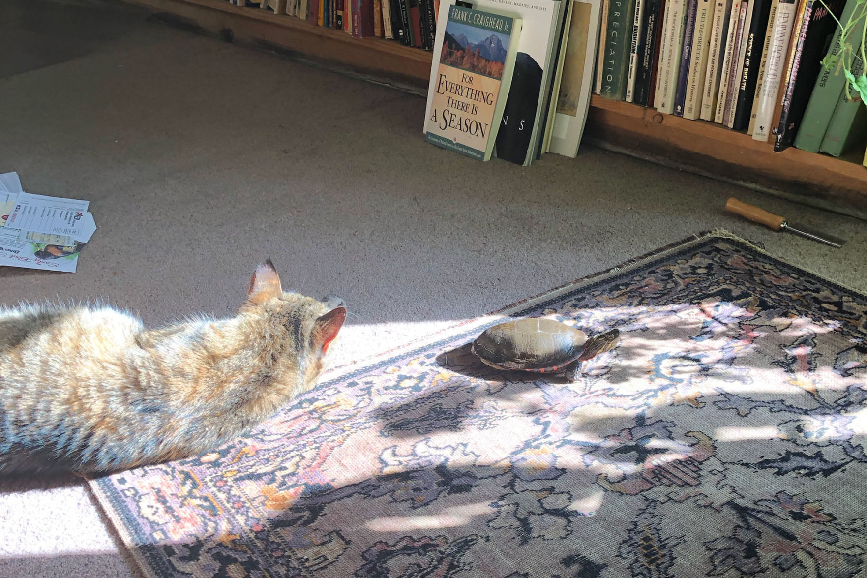 Artie and Purrrl